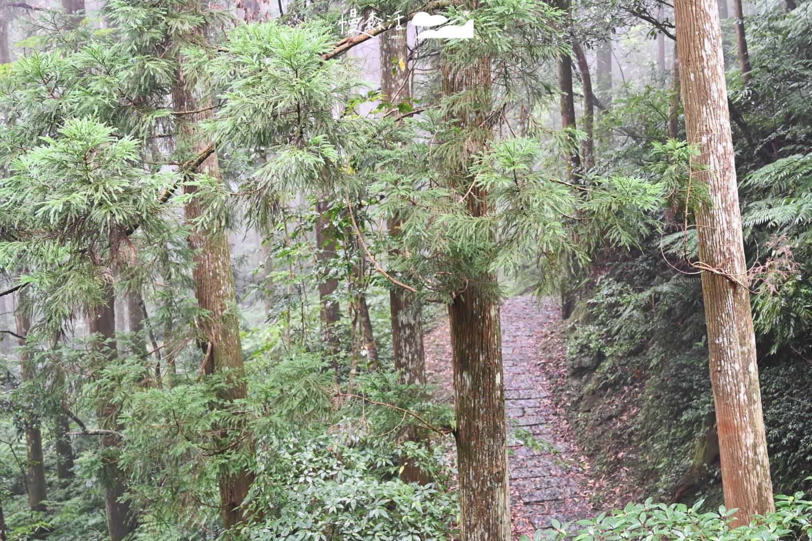 桃園市復興區 東眼山國家森林遊樂區
