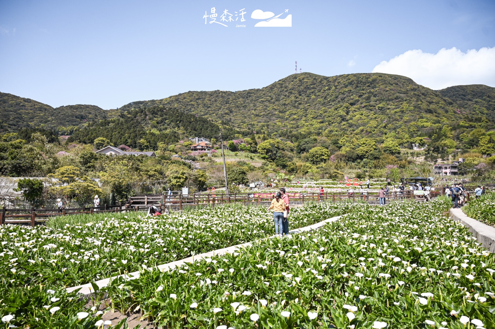 台北市北投區 陽明山竹子湖 海芋