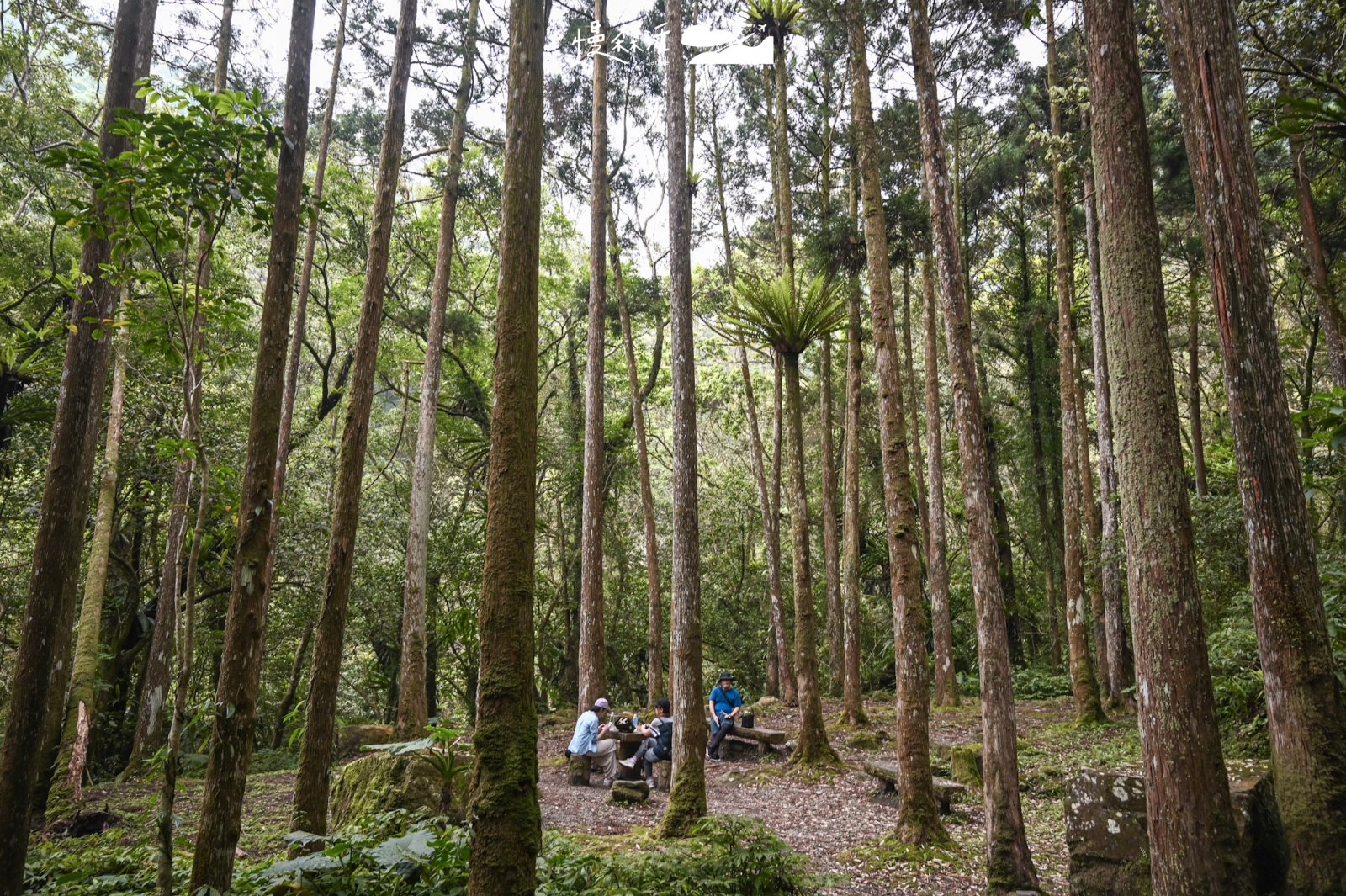 新北市三峽區 滿月圓國家森林遊樂區
