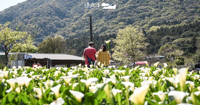 2026竹子湖海芋季3/13「花田樂章」：交通指南、陽明山景點咖啡廳