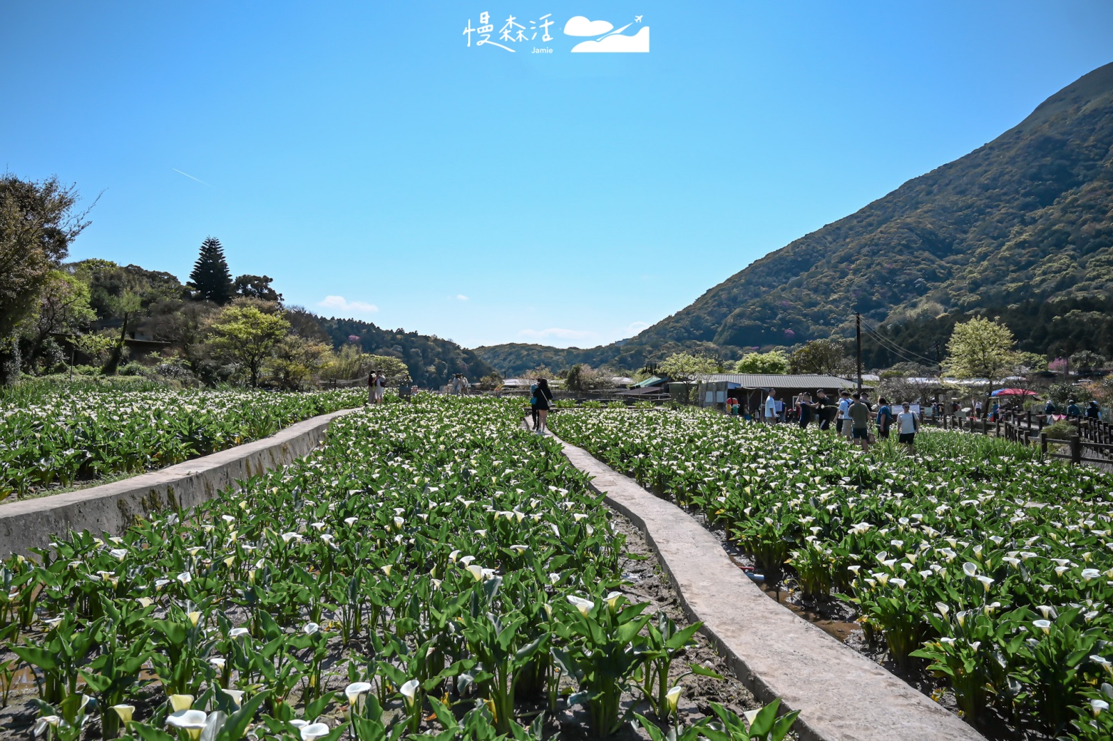 台北市北投區 陽明山竹子湖 海芋