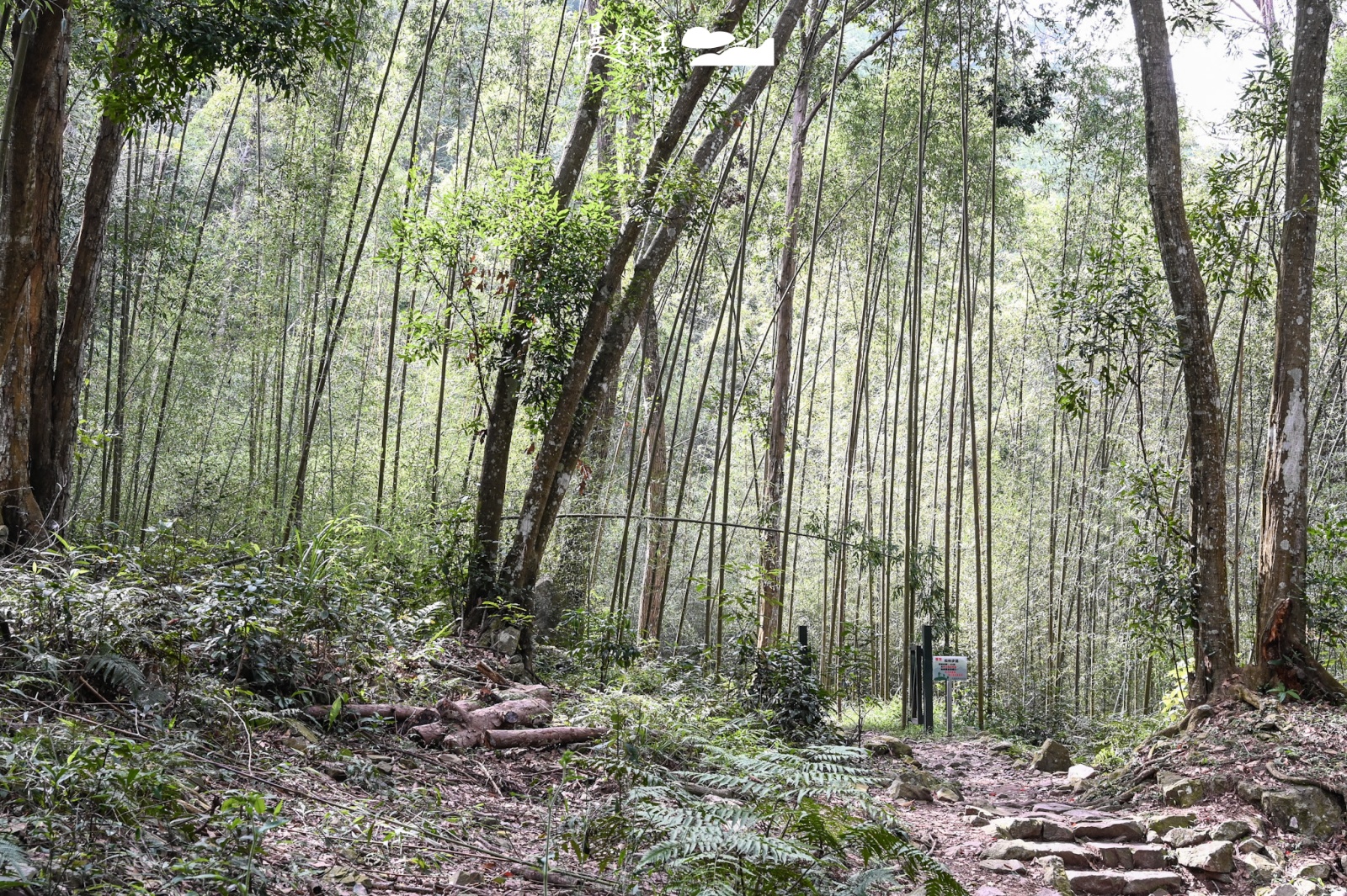 台中市和平區 八仙山國家森林遊樂區