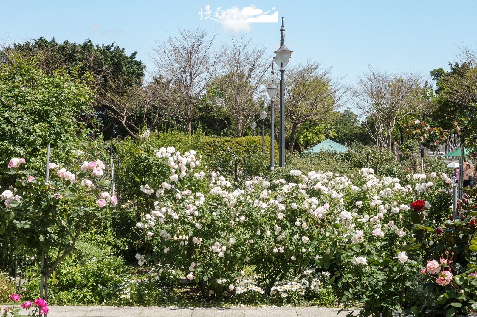 台北市中山區 台北玫瑰園 2026台北玫瑰展