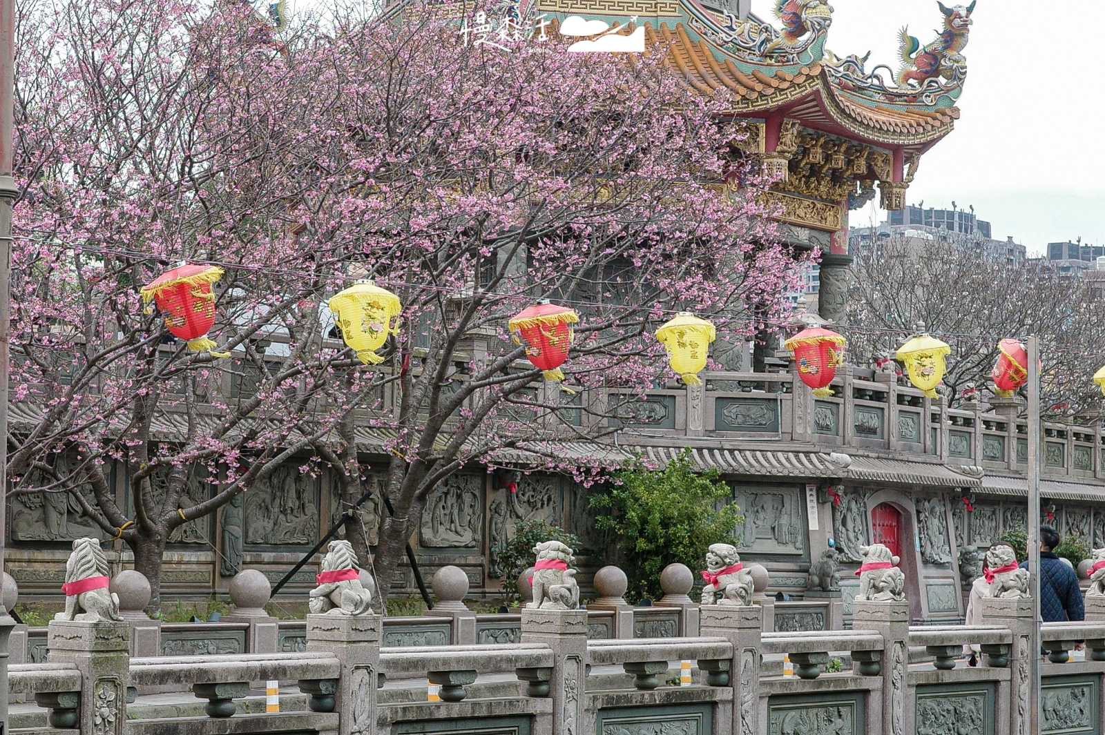 新北市林口區 竹林山寺公園 櫻花