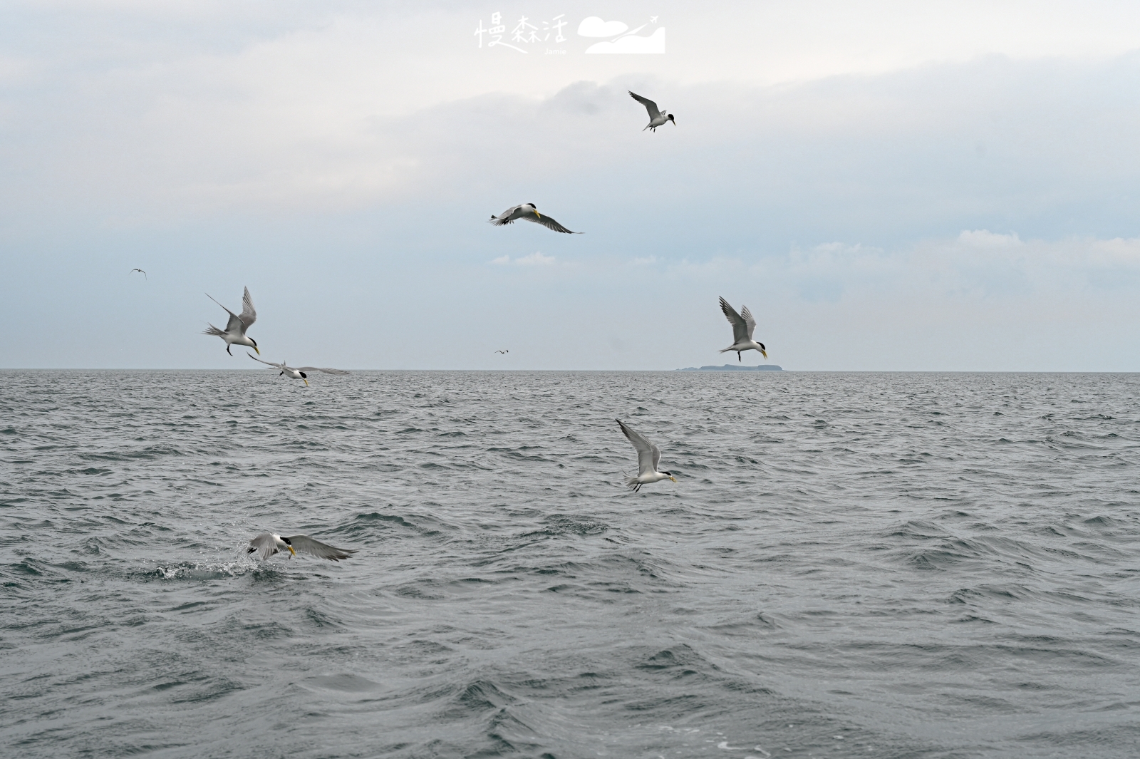 澎湖縣北海 白眉燕鷗