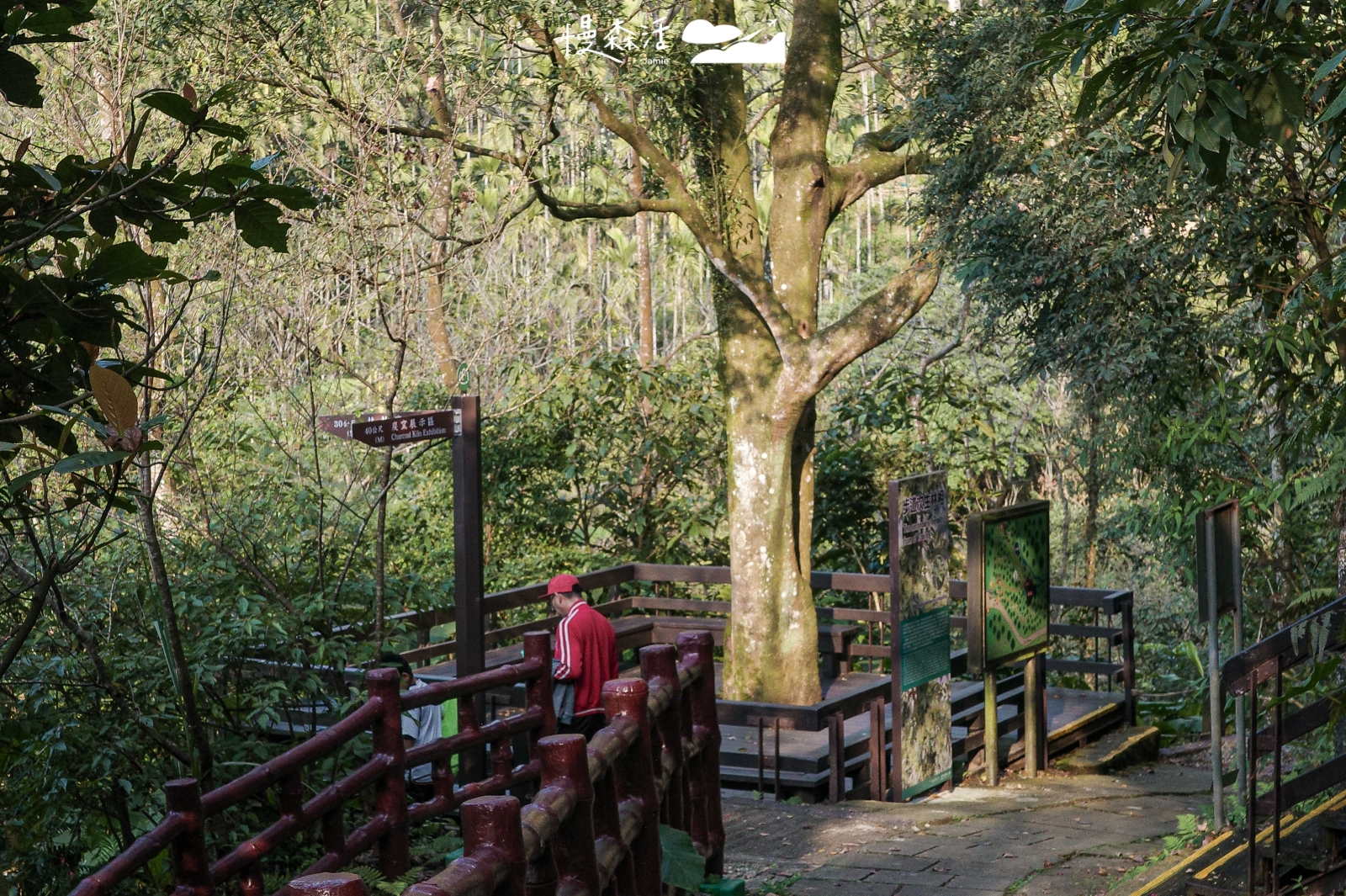 新北市土城區 桐花公園