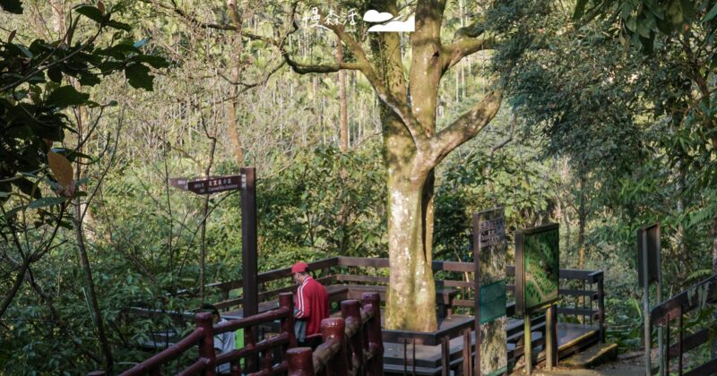 土城桐花公園：搭車就到，賞桐、賞螢雙重體驗超浪漫