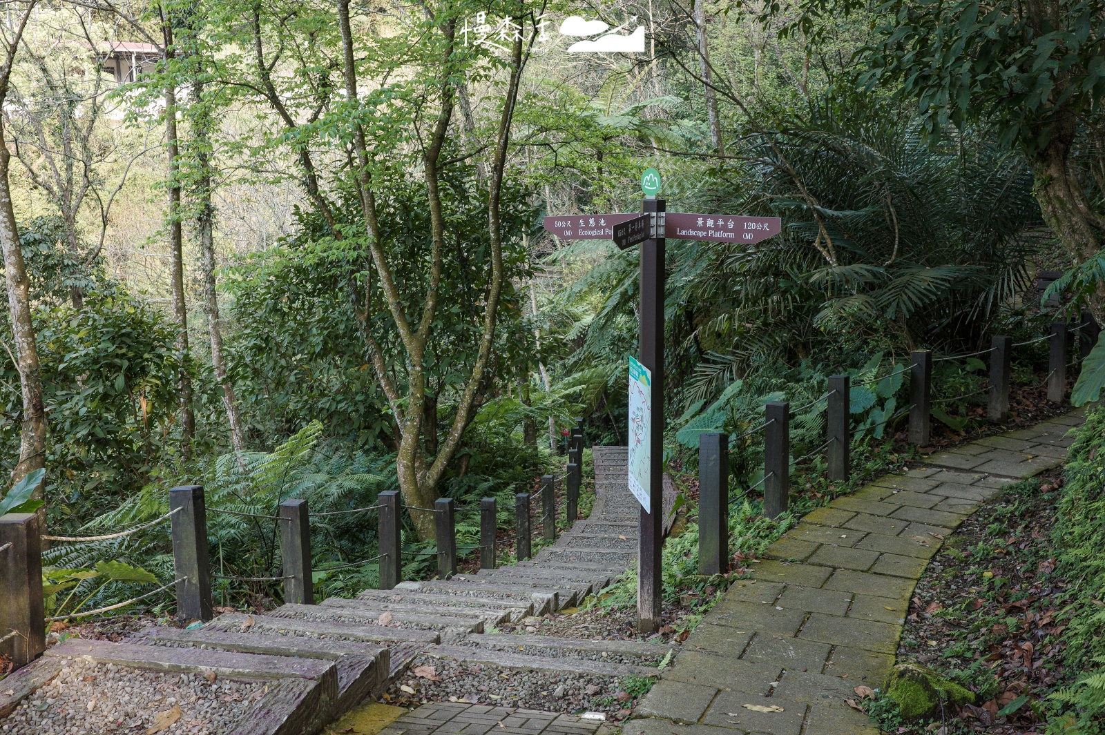 新北市土城區 桐花公園步道
