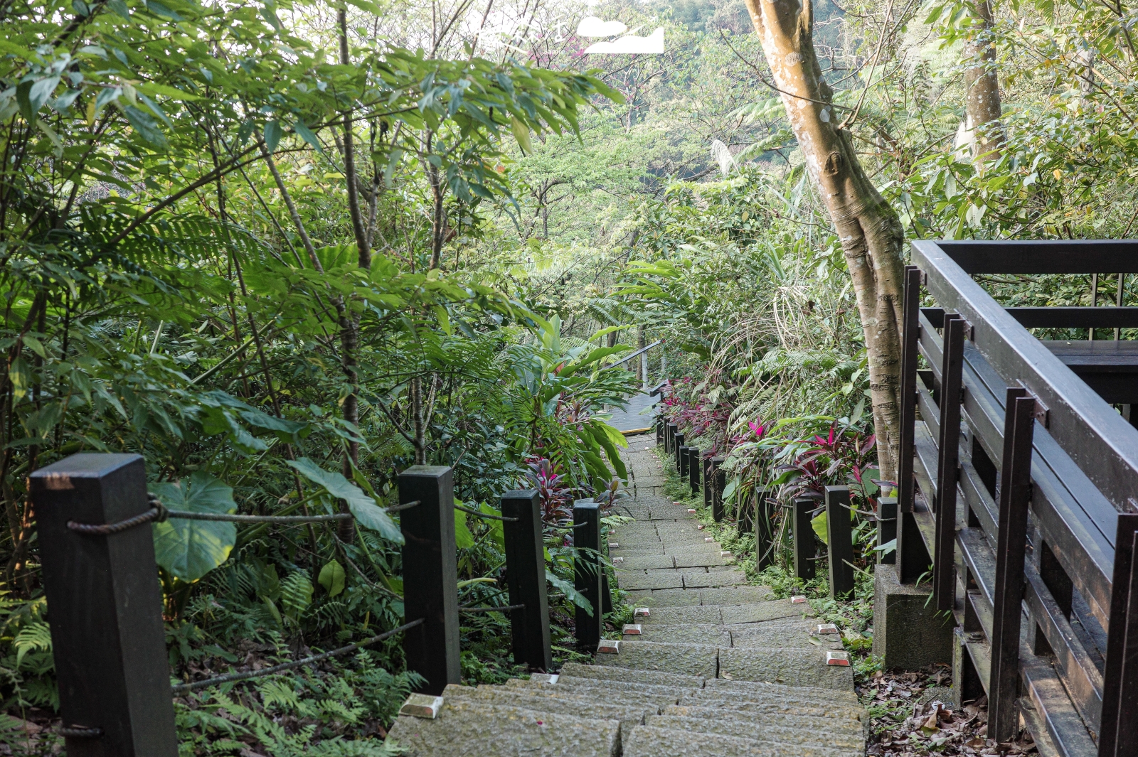 新北市土城區 桐花公園
