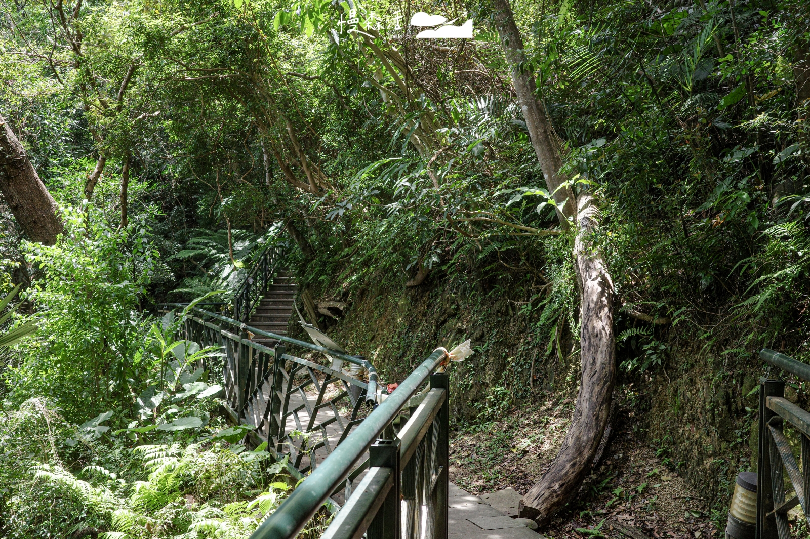 新北市新店區 和美山登山步道 親山路線