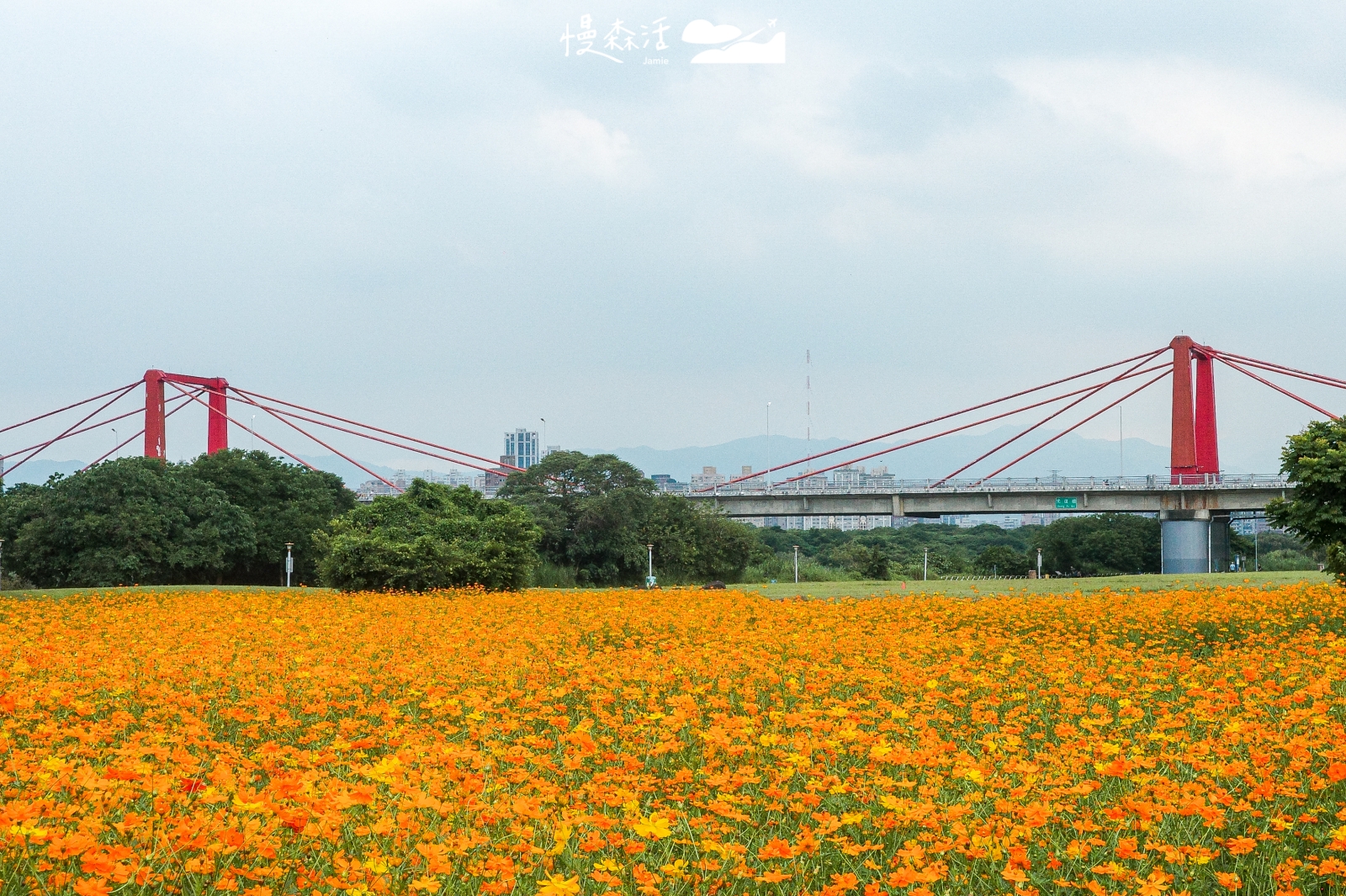新北市板橋區 板橋蝴蝶公園 2026 新北河濱蝶戀季 花海