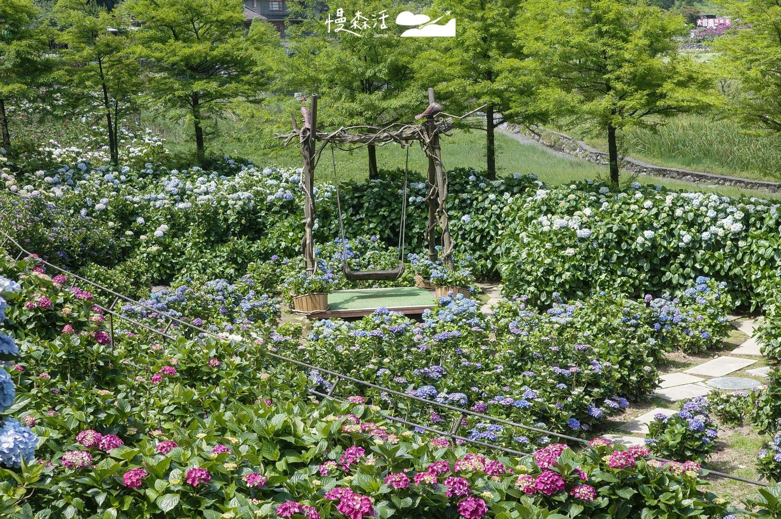 台北市北投區 陽明山竹子湖 名陽匍休閒農莊繡球花