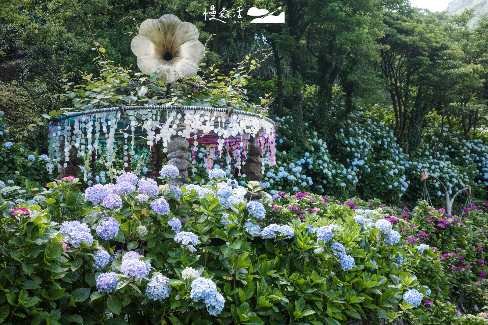 竹子湖繡球花季5/22開跑!2026花況、陽明山順遊景點全攻略