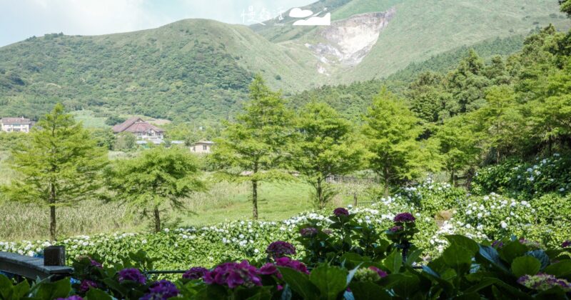 竹子湖繡球花季5/22開跑!2026花況、陽明山順遊景點全攻略
