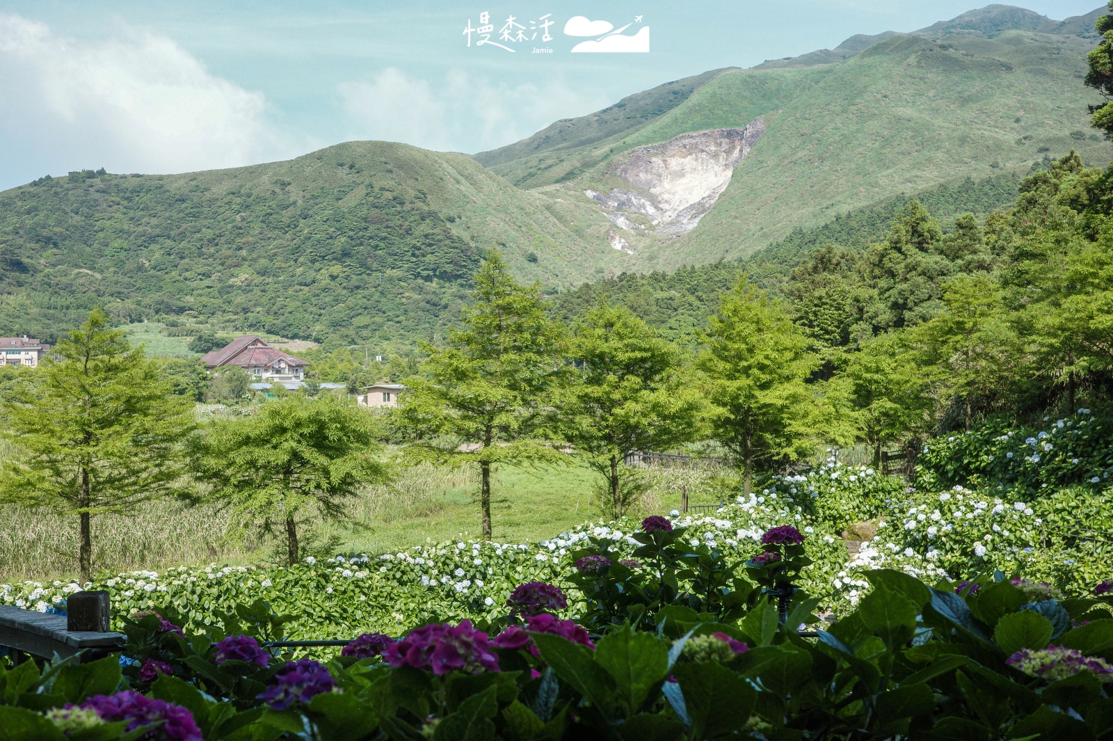 台北市北投區 陽明山竹子湖 名陽匍休閒農莊繡球花