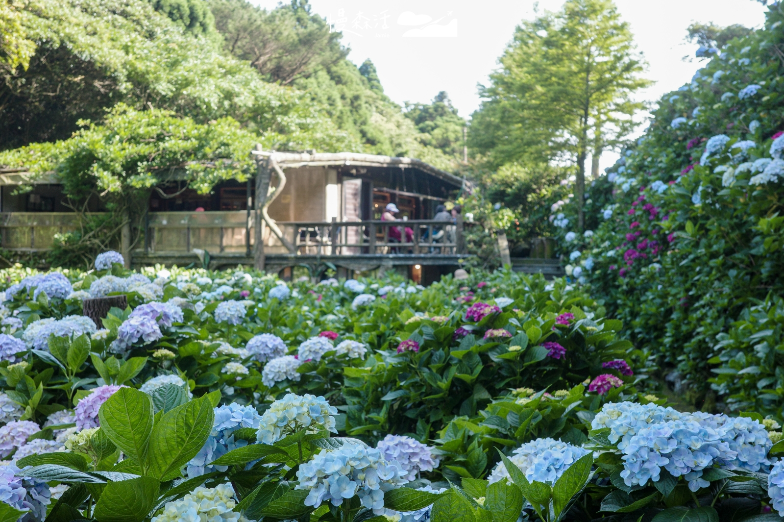 台北市北投區 陽明山竹子湖 名陽匍休閒農莊繡球花