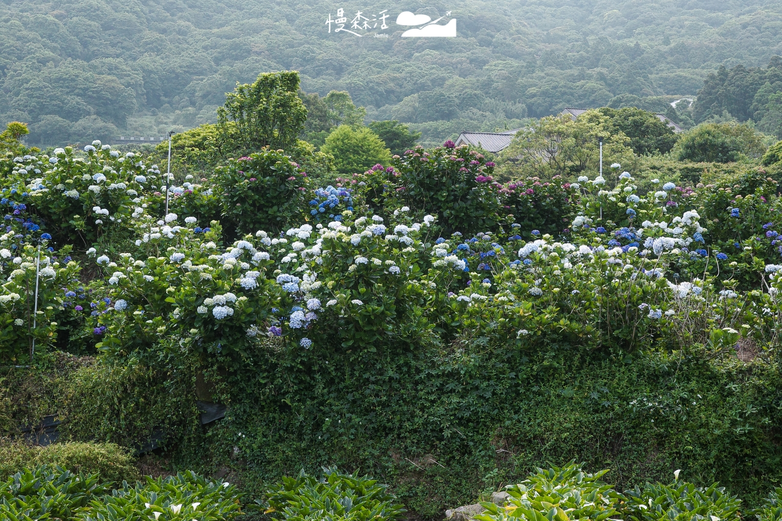 台北市北投區 陽明山竹子湖 高家繡球花