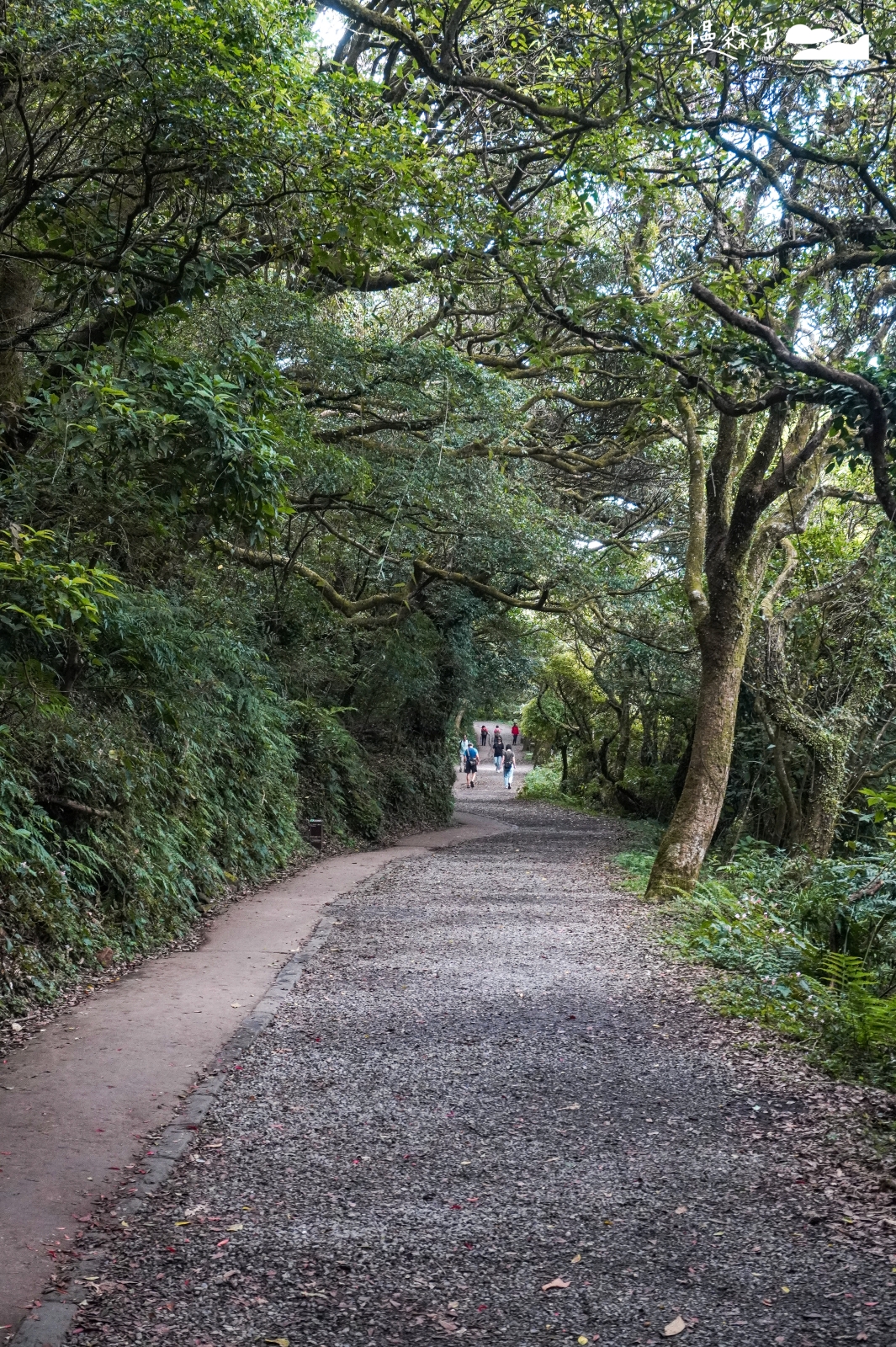 新北市淡水區 陽明山降溫步道 二子坪步道