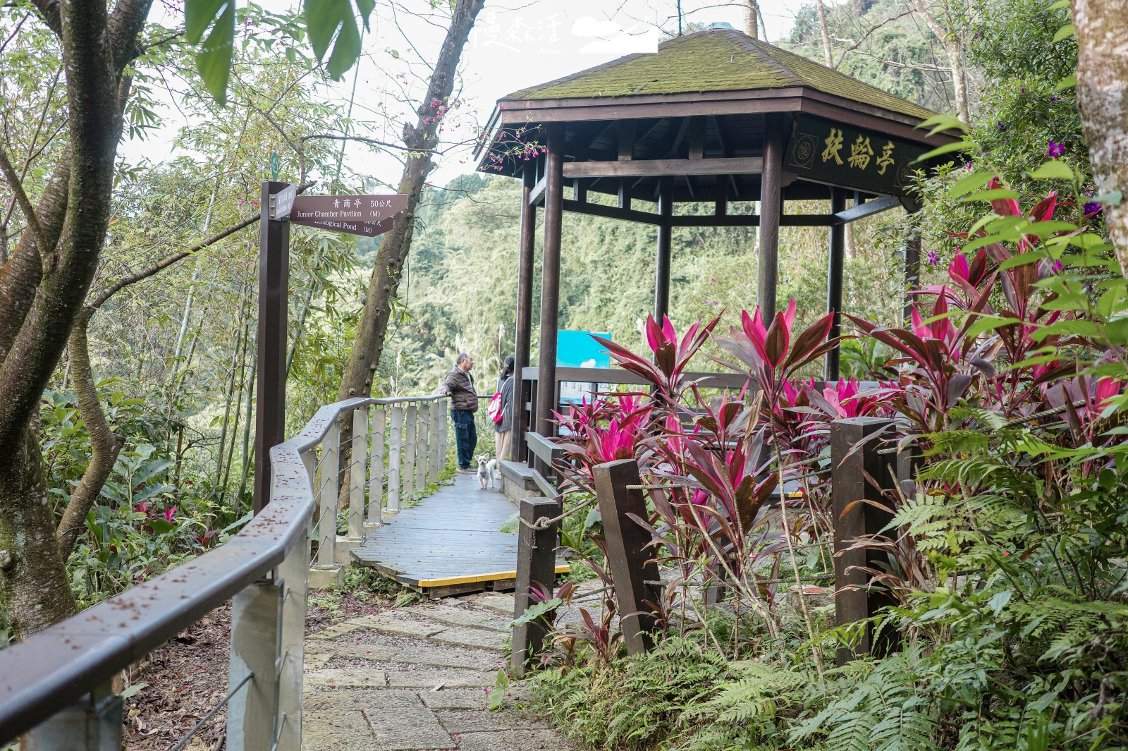 新北夏日避暑景點 新北市土城區 土城桐花公園