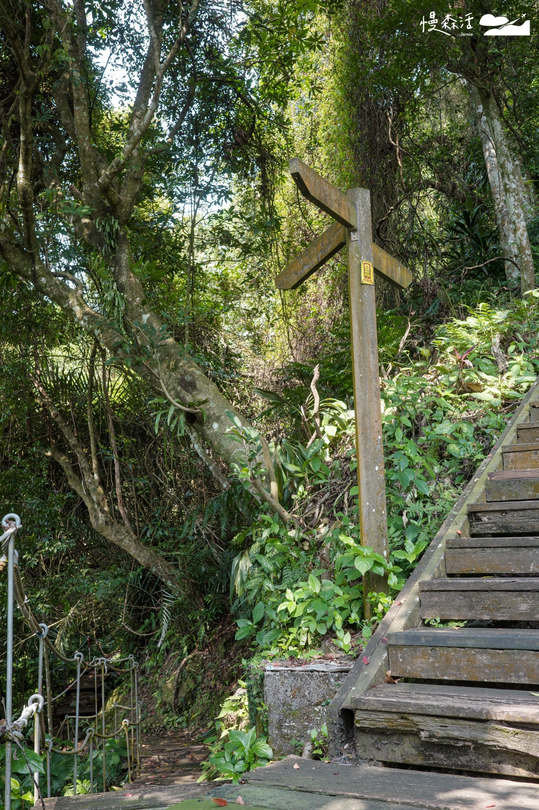 新北市新店區 小獅山步道 樹蔭階梯棧道