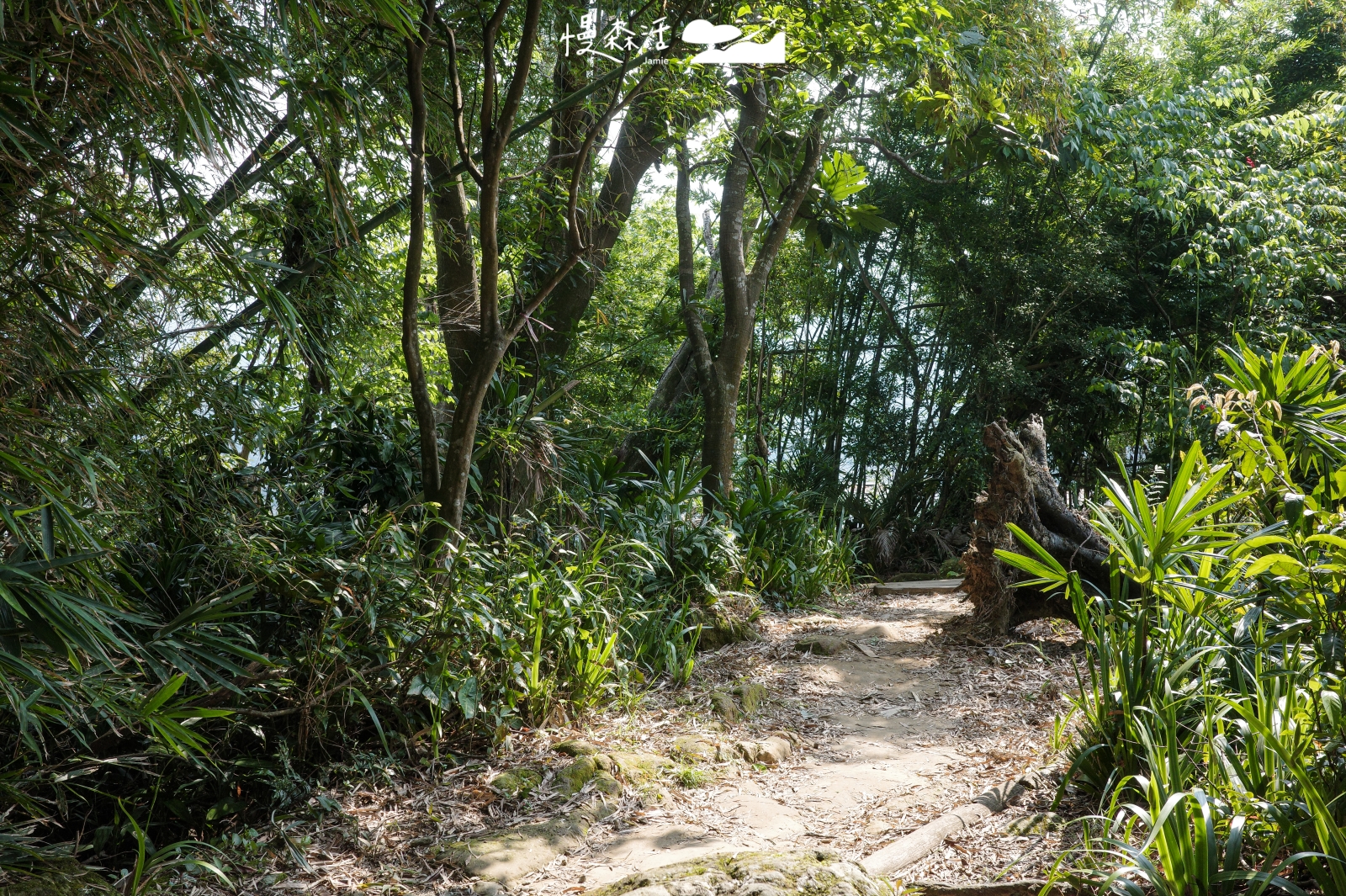 新北市新店區 小獅山步道 往慈暉亭