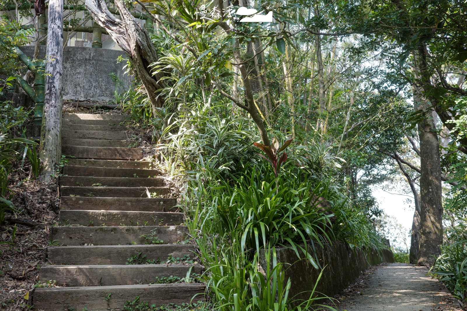 新北市新店區 小獅山步道 往青年亭