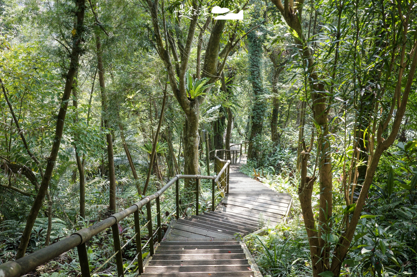 新北市新店區 小獅山步道 樹蔭階梯棧道