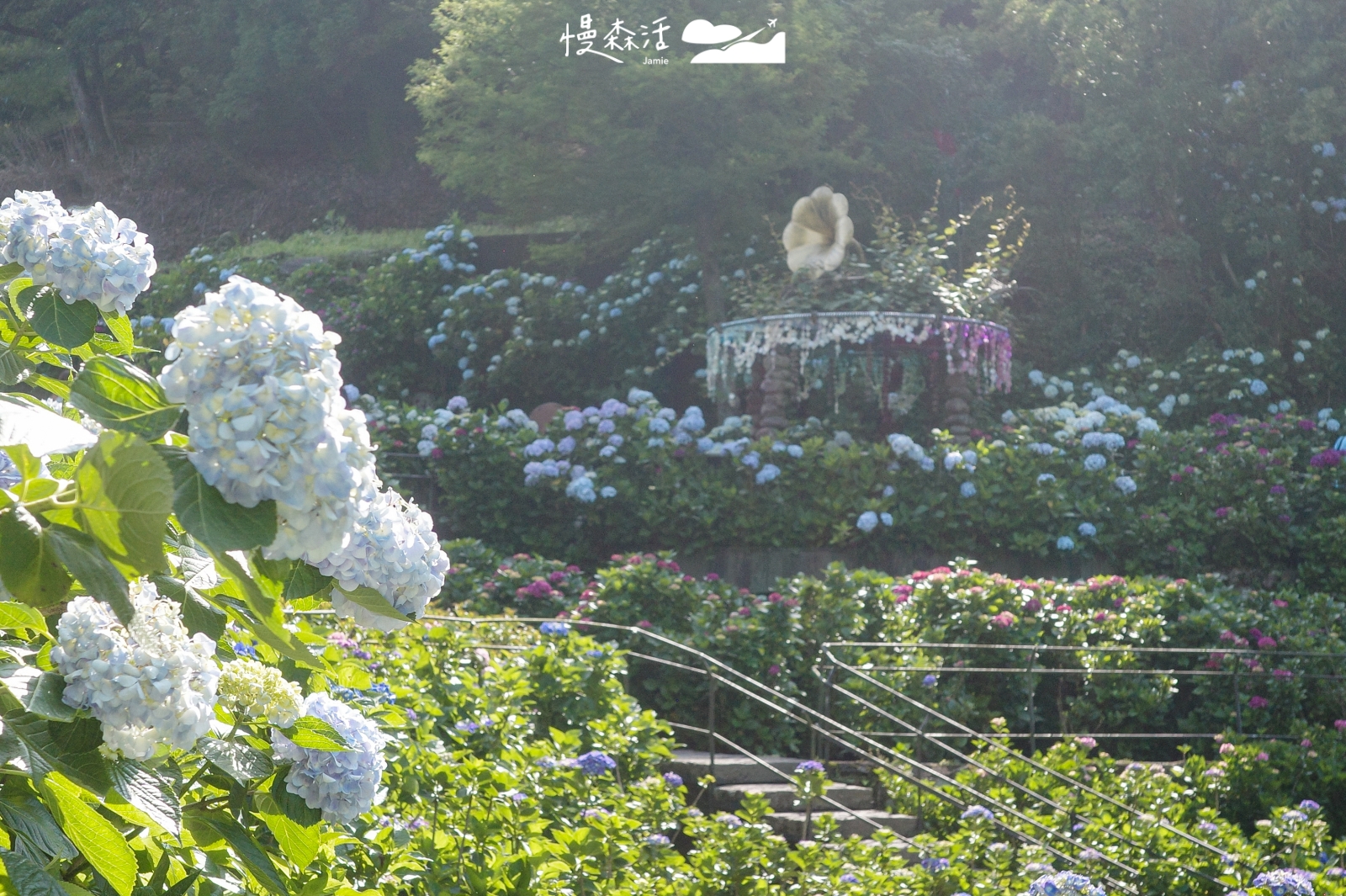台北市 陽明山降溫步道 竹子湖繡球花