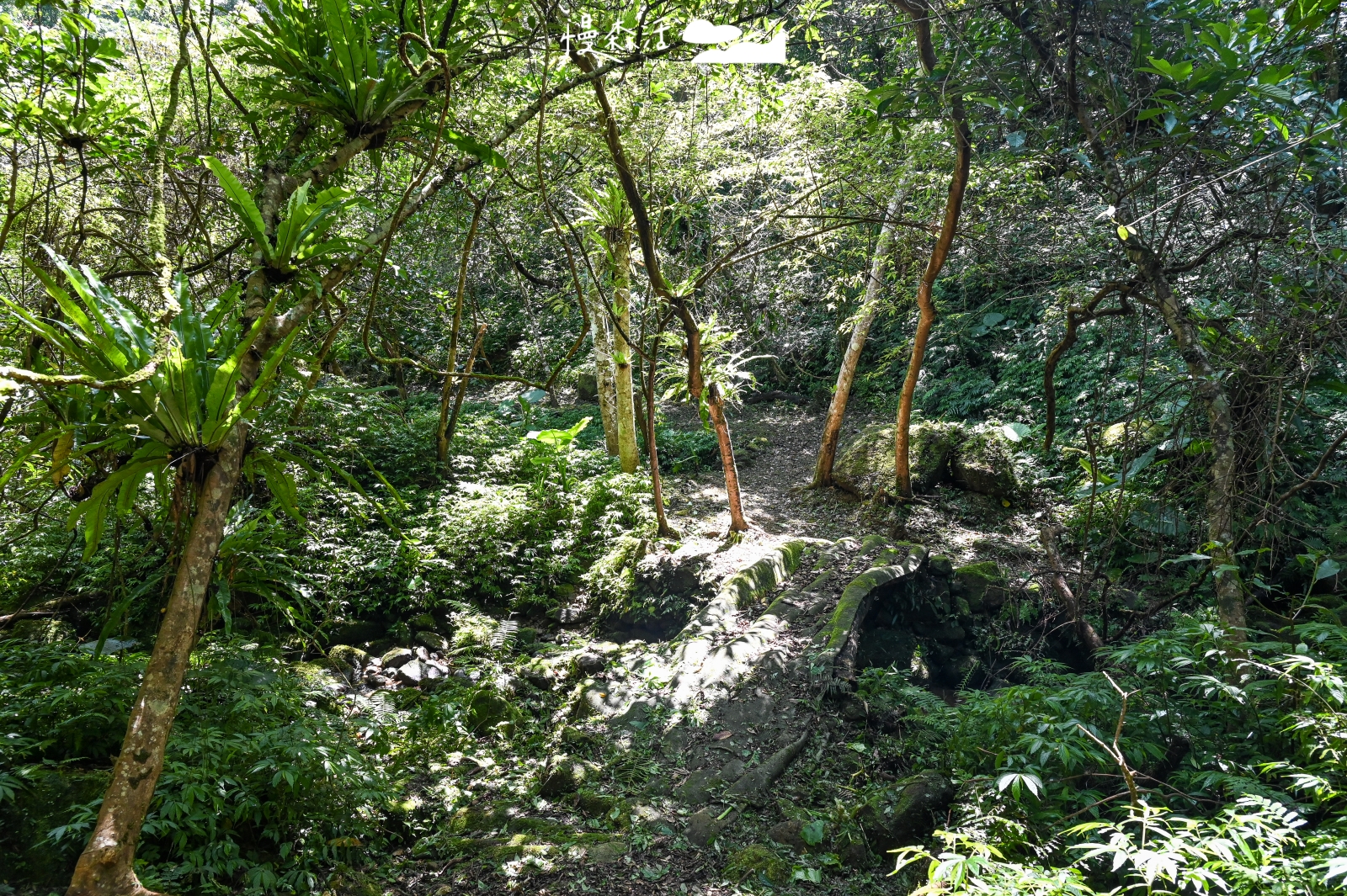 新北市平溪區 忘憂古道 木頭搭建手作小橋