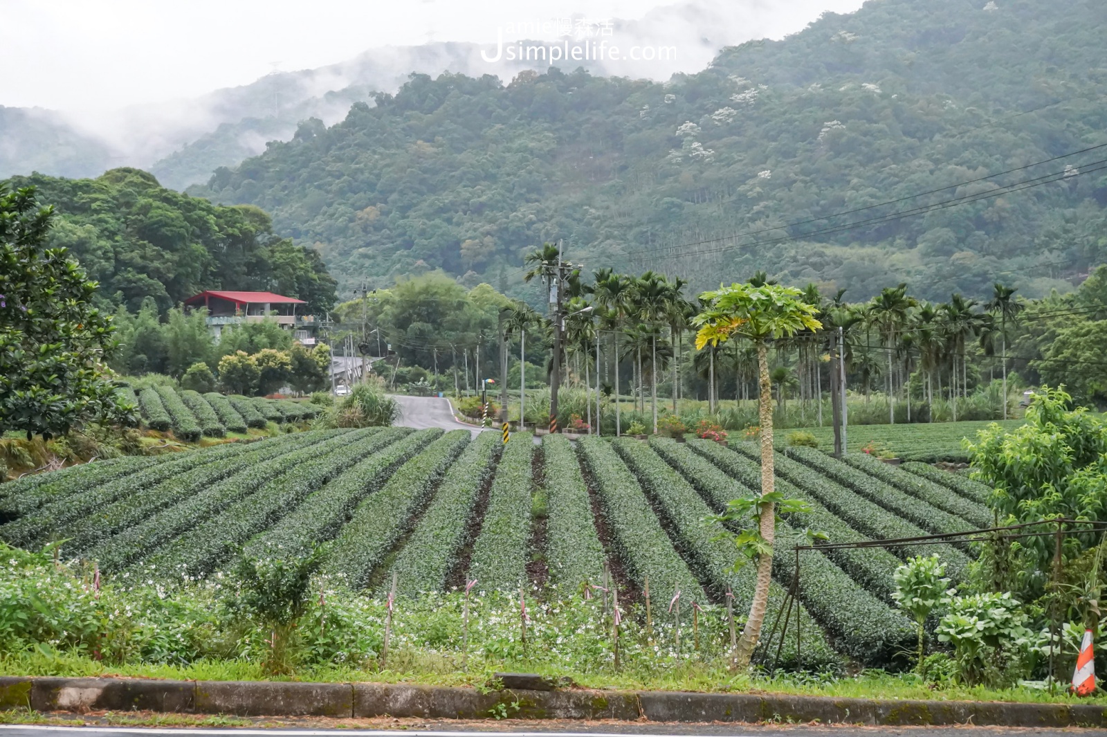 新北市坪林區 坪林茶園