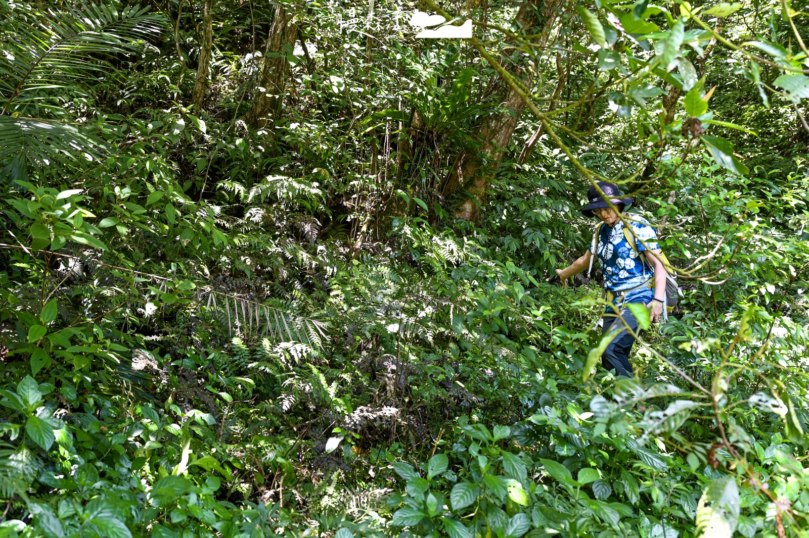 新北市平溪區 忘憂古道 土地公廟遺址隱沒草叢中