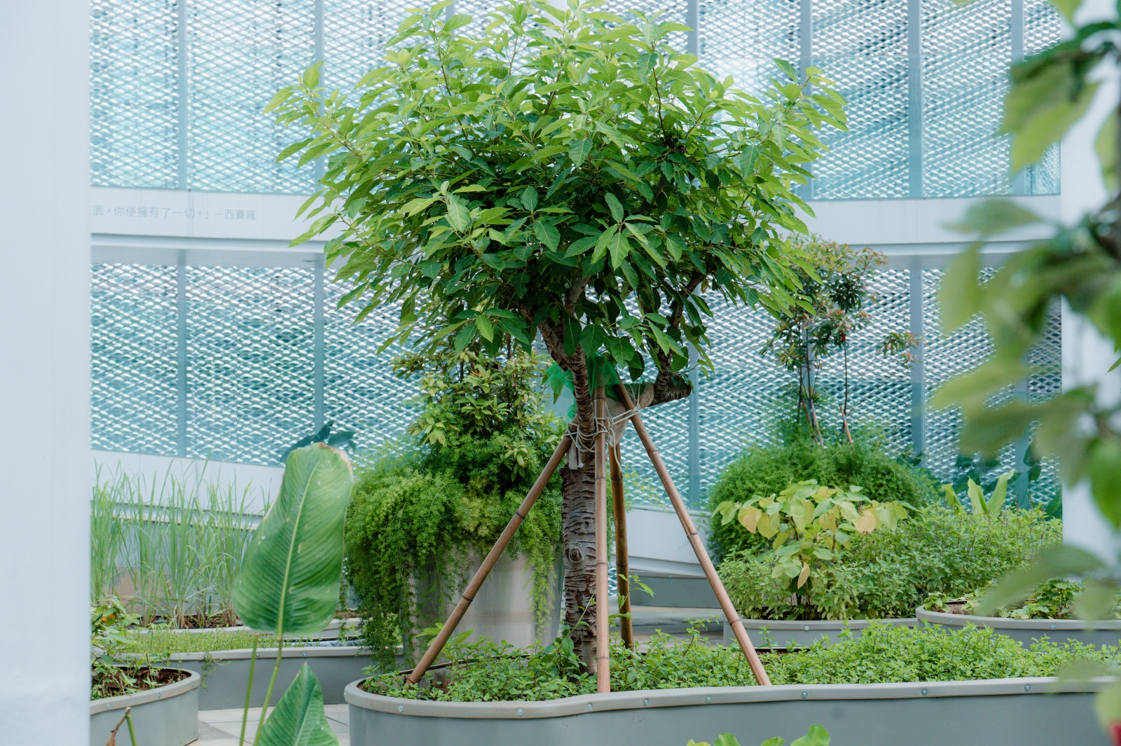 台中市西屯區 台中綠美圖 無界花園 無花果樹