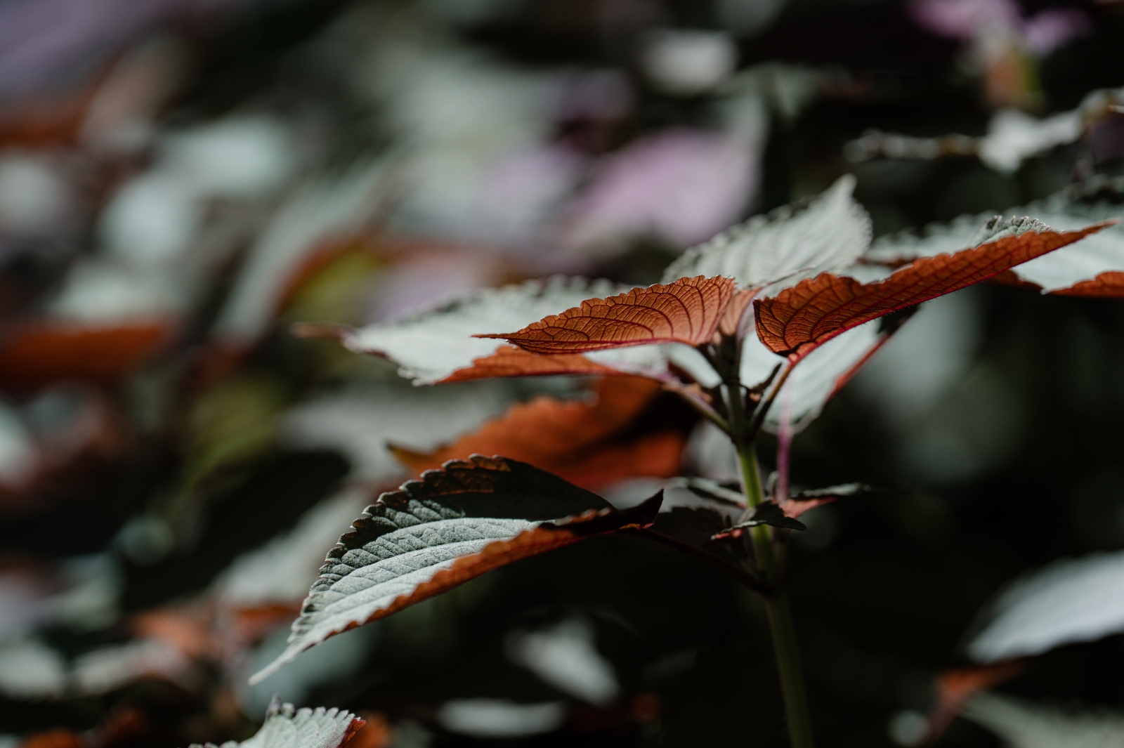 台中市西屯區 台中綠美圖 無界花園植物紫蘇