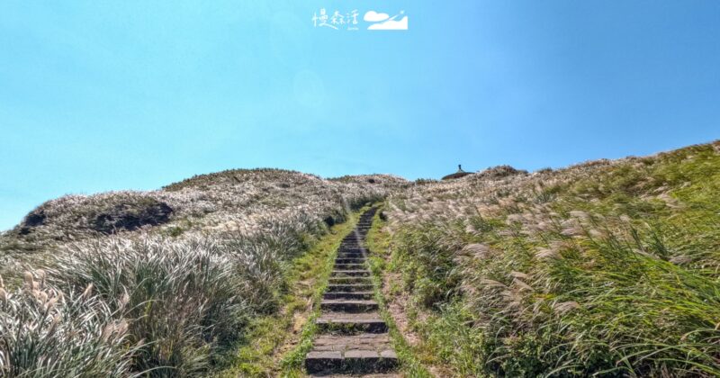 2026陽明山芒花開！七星山冷水坑步道賞芒最佳點，只要15分鐘