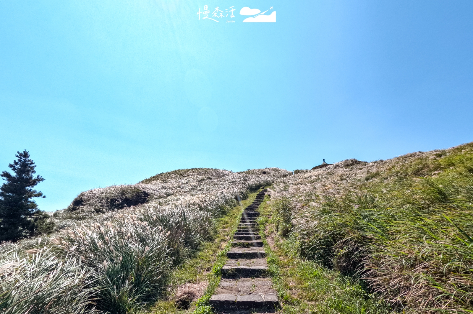 台北市士林區 七星山冷水坑步道 芒花