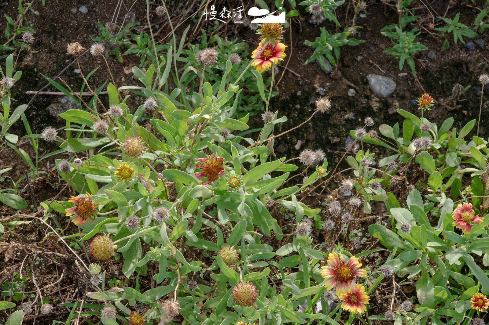 新北市石門區 富貴角燈塔步道 濱海植物